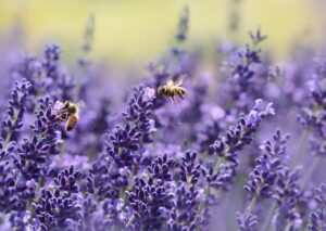 Read more about the article 7 Ways Beekeepers Drive Agricultural Sustainability: From Pollination Partnerships to Biodiversity Promotion