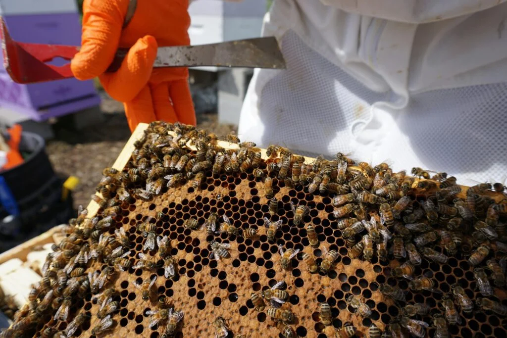 Hive Tools