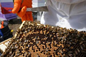 Read more about the article Choosing the Right Hive Tools: 7 Proven Tips for Beekeepers