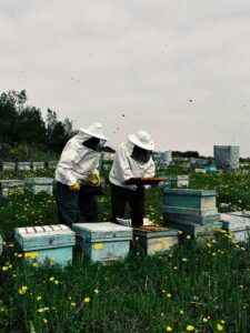 Read more about the article Beginner’s Guide to Beekeeping: 8 Proven Steps