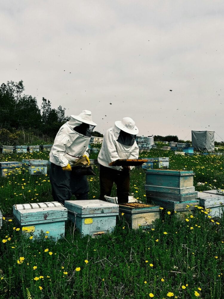 Beginner's Guide to Beekeeping