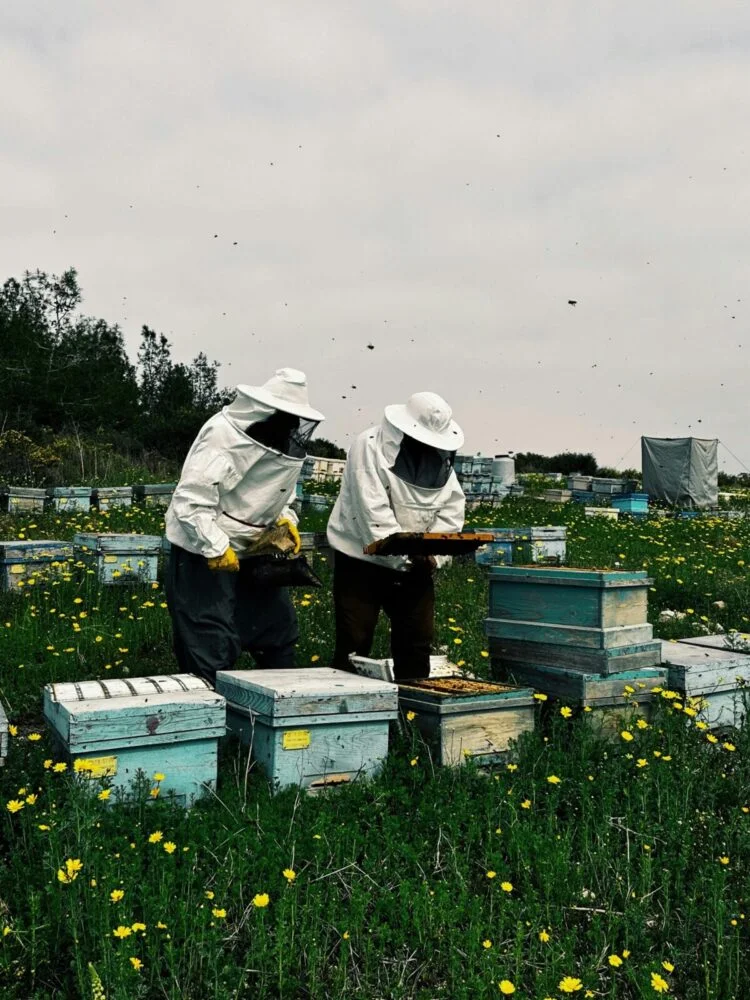 Beginner's Guide to Beekeeping