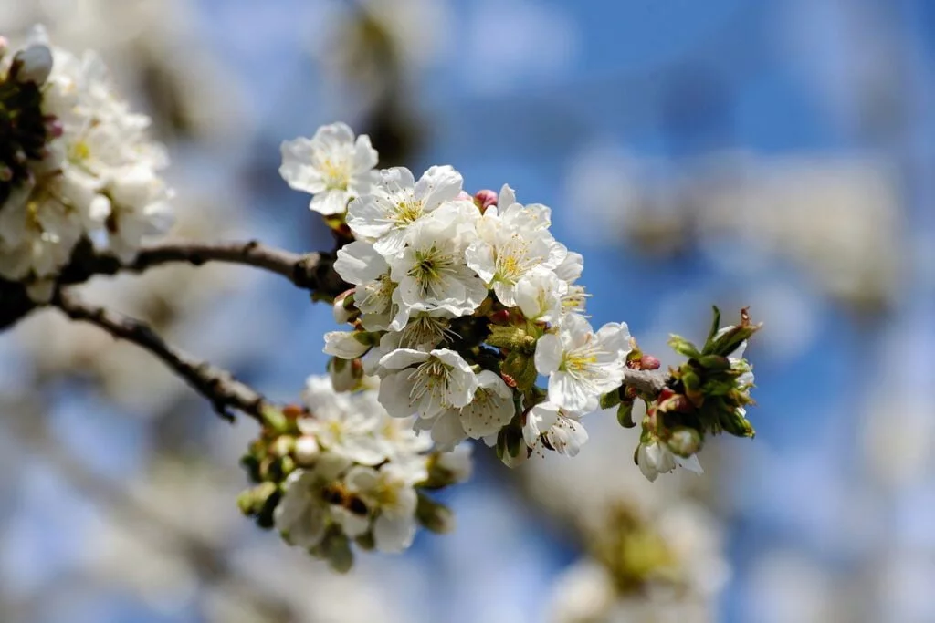 Apple Tree Blossoms