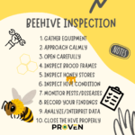 A Successful Beehive Inspection: 10 Proven Steps