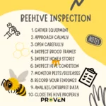 A Successful Beehive Inspection: 10 Proven Steps