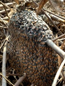 Read more about the article Ultimate Swarm Prevention Guide: 12 Proven Beekeeper Tips