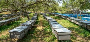 Read more about the article Advanced Techniques in Apiculture: 10 Proven Beekeeper Tips