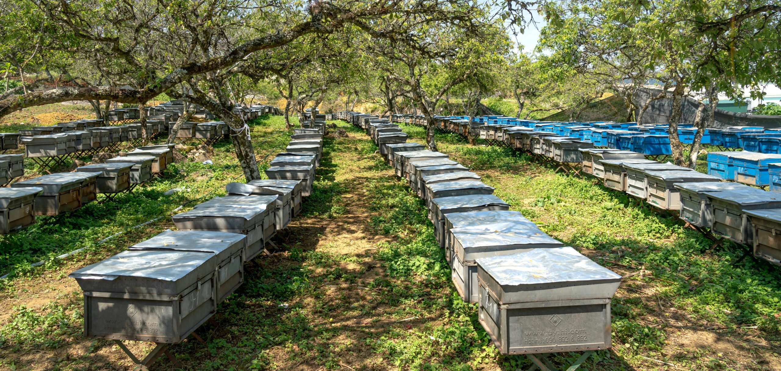 Read more about the article Advanced Techniques in Apiculture: 10 Proven Beekeeper Tips