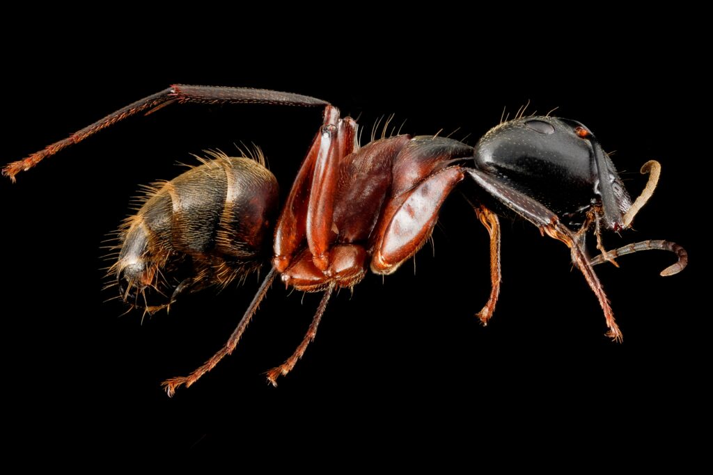 Ant Prevention