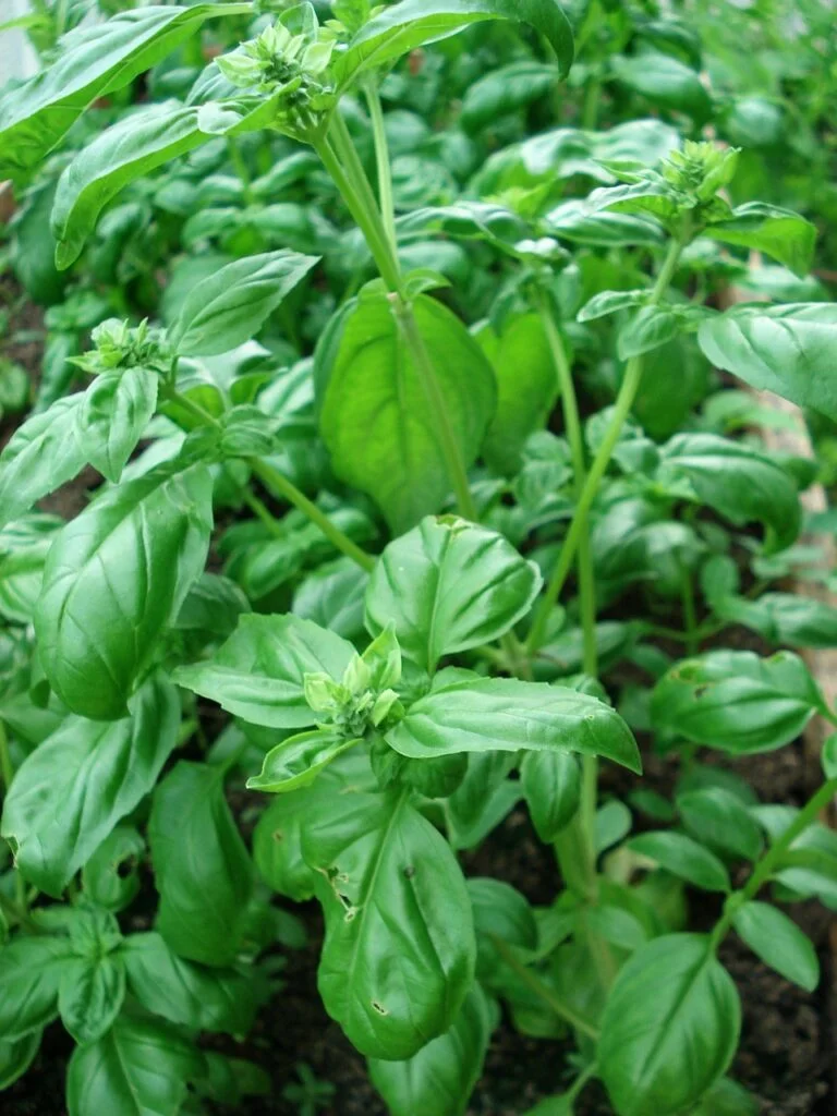 Basil
