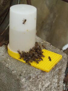 Read more about the article Choosing Bee Feeders: 10 Proven Tips and How to Use Them