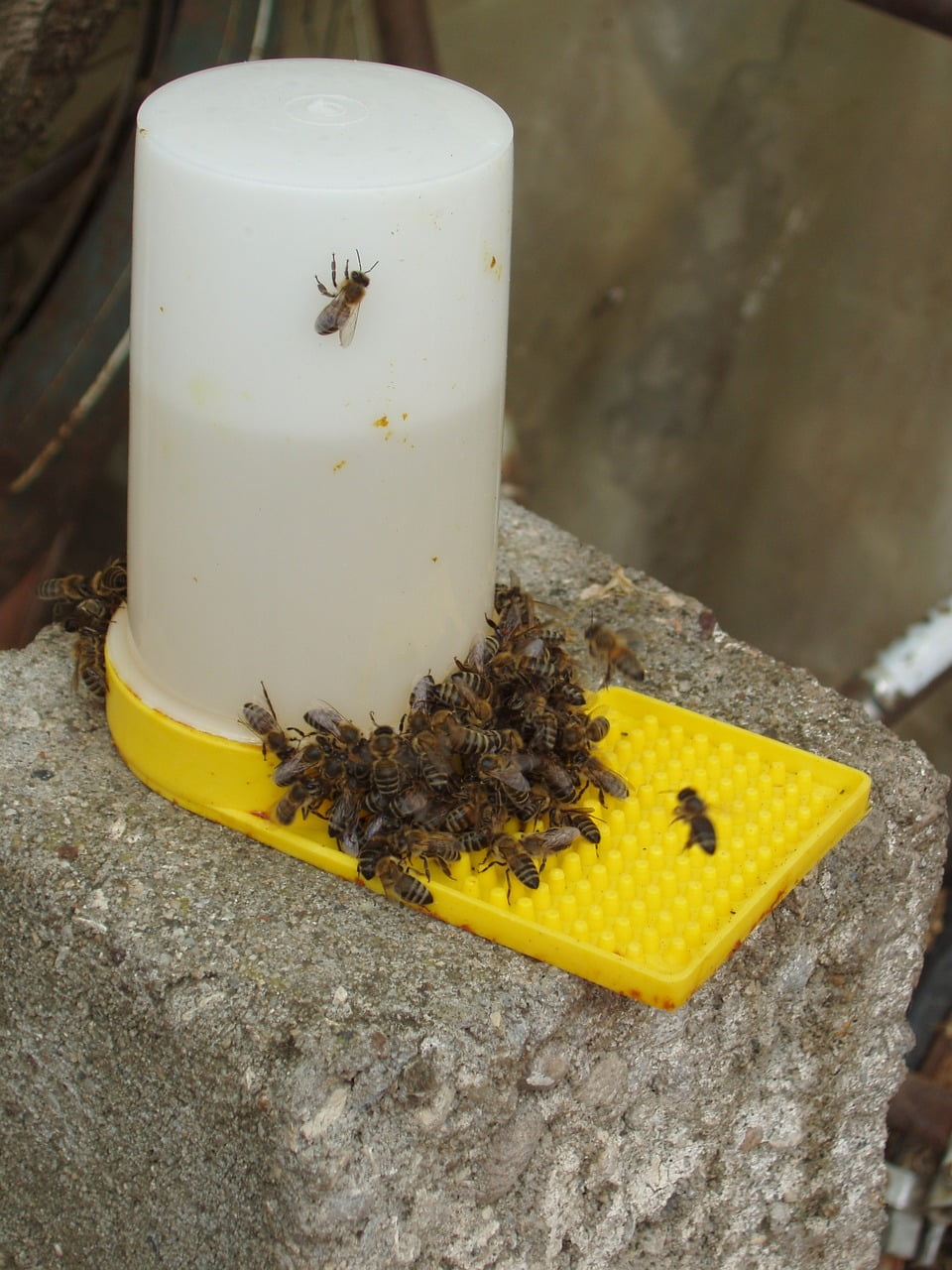 Bee Feeders