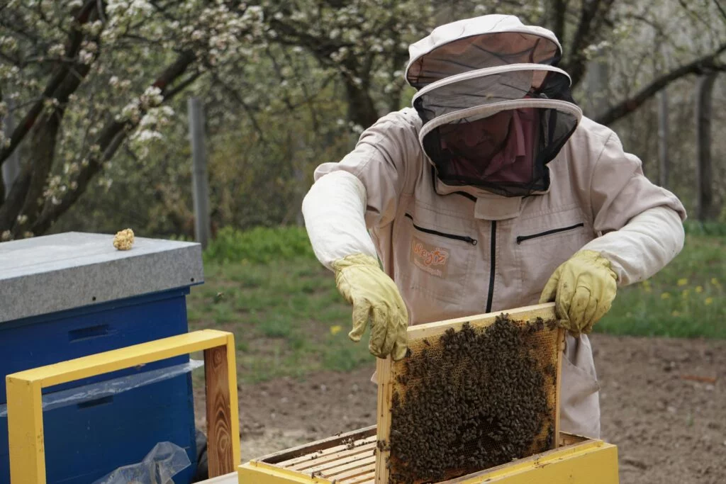 Beehive Inspection