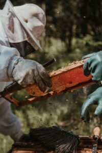Read more about the article Beginner Beekeeping Kit – 6 Proven Tips Beekeepers Need