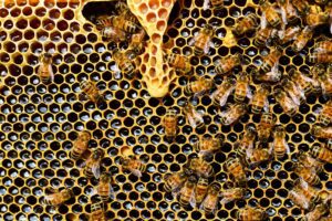 Read more about the article Mastering the 4 Vital Life Stages of a Honey Bee Worker: Essential Insights for Beekeepers