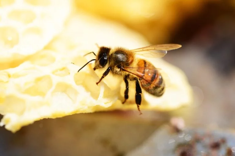 Buckfast Bees
