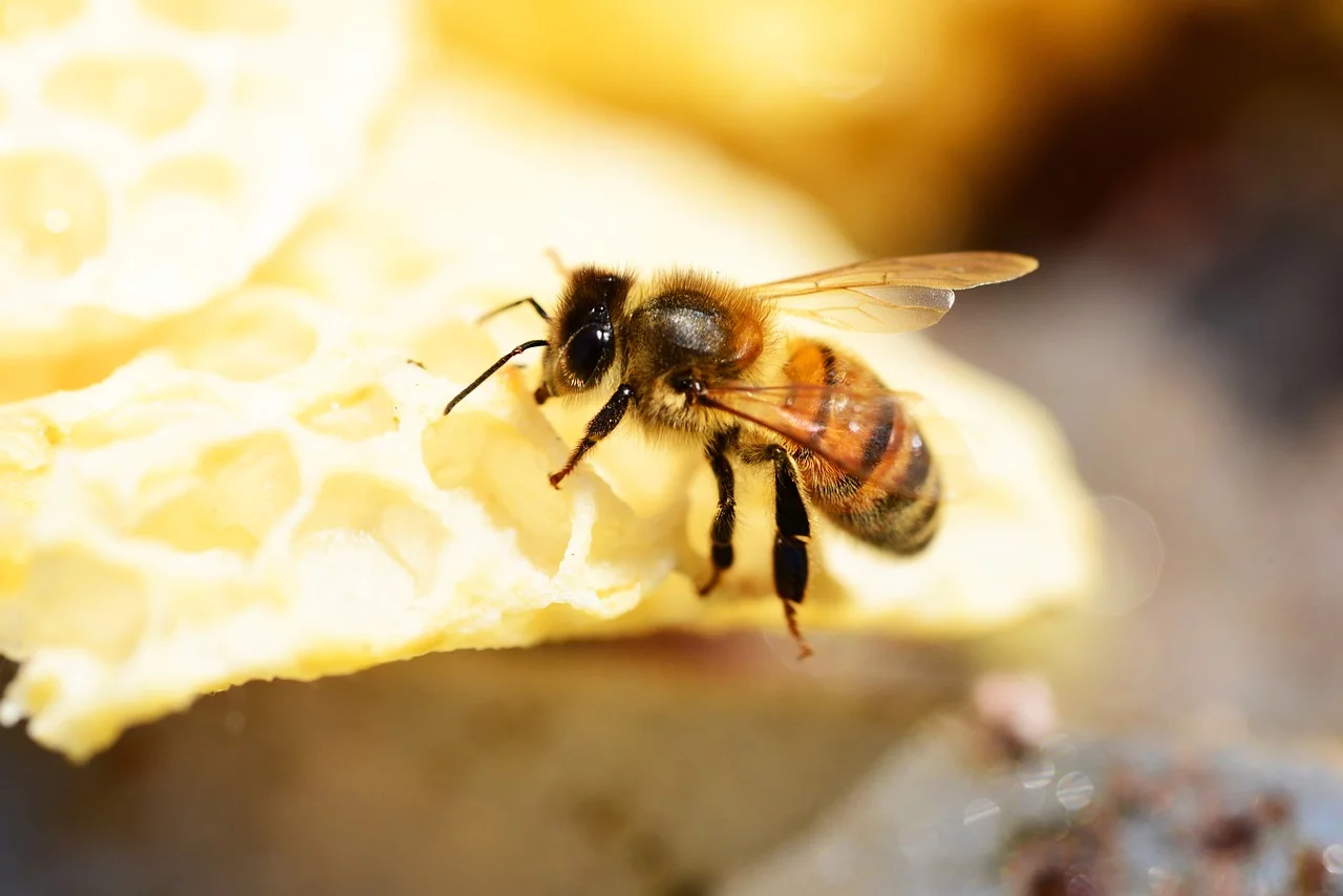 Buckfast Bees