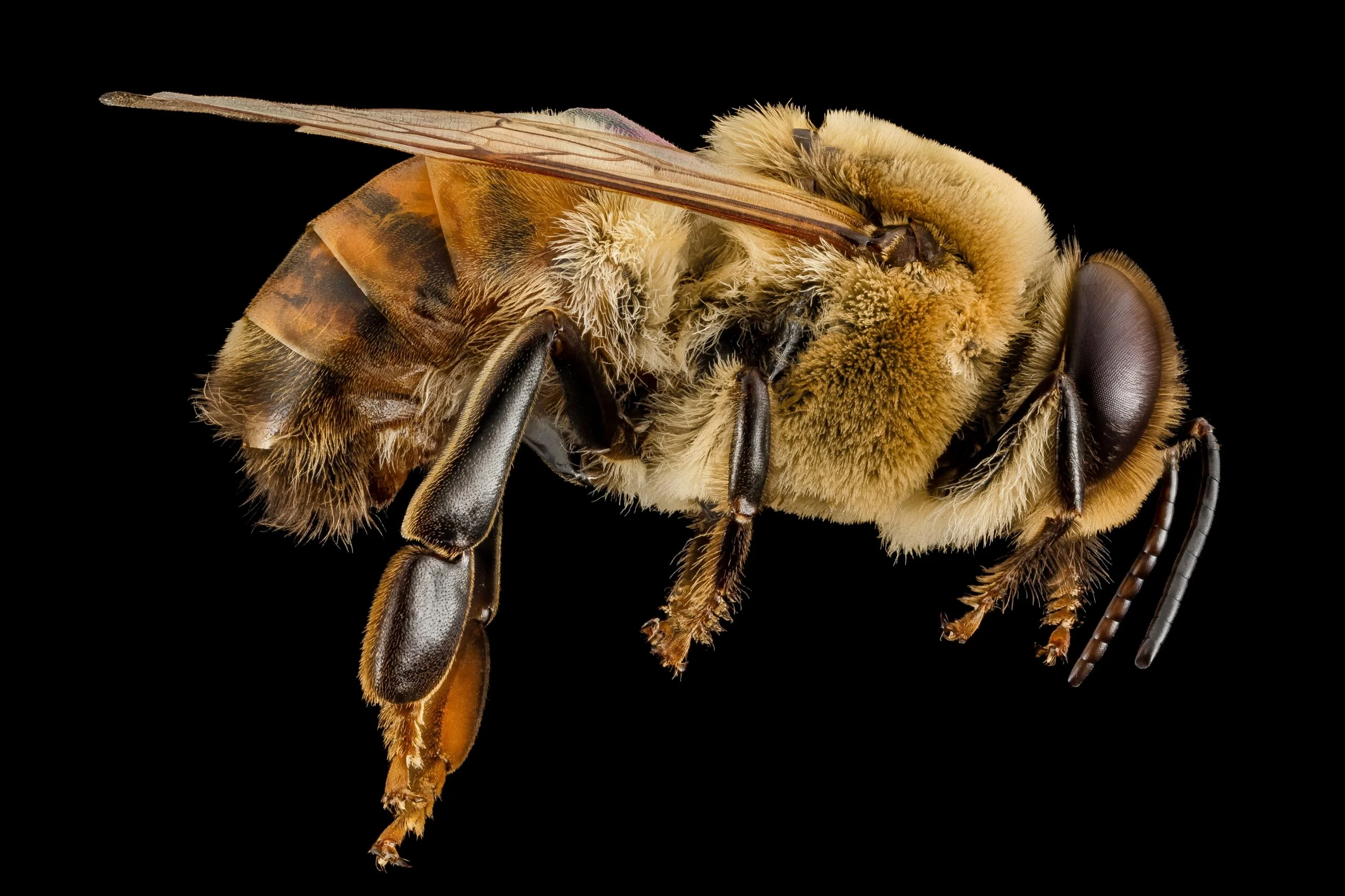 Honey Bee Drones