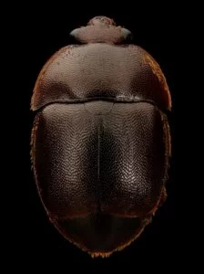 Read more about the article Preventing Hive Beetles 12 Proven Tips for Your Apiary