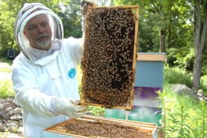 Read more about the article Hive Frames: 10 Proven Factors to Consider When Selecting