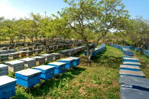 Read more about the article Your Own Honey Farm in 8 Proven Steps