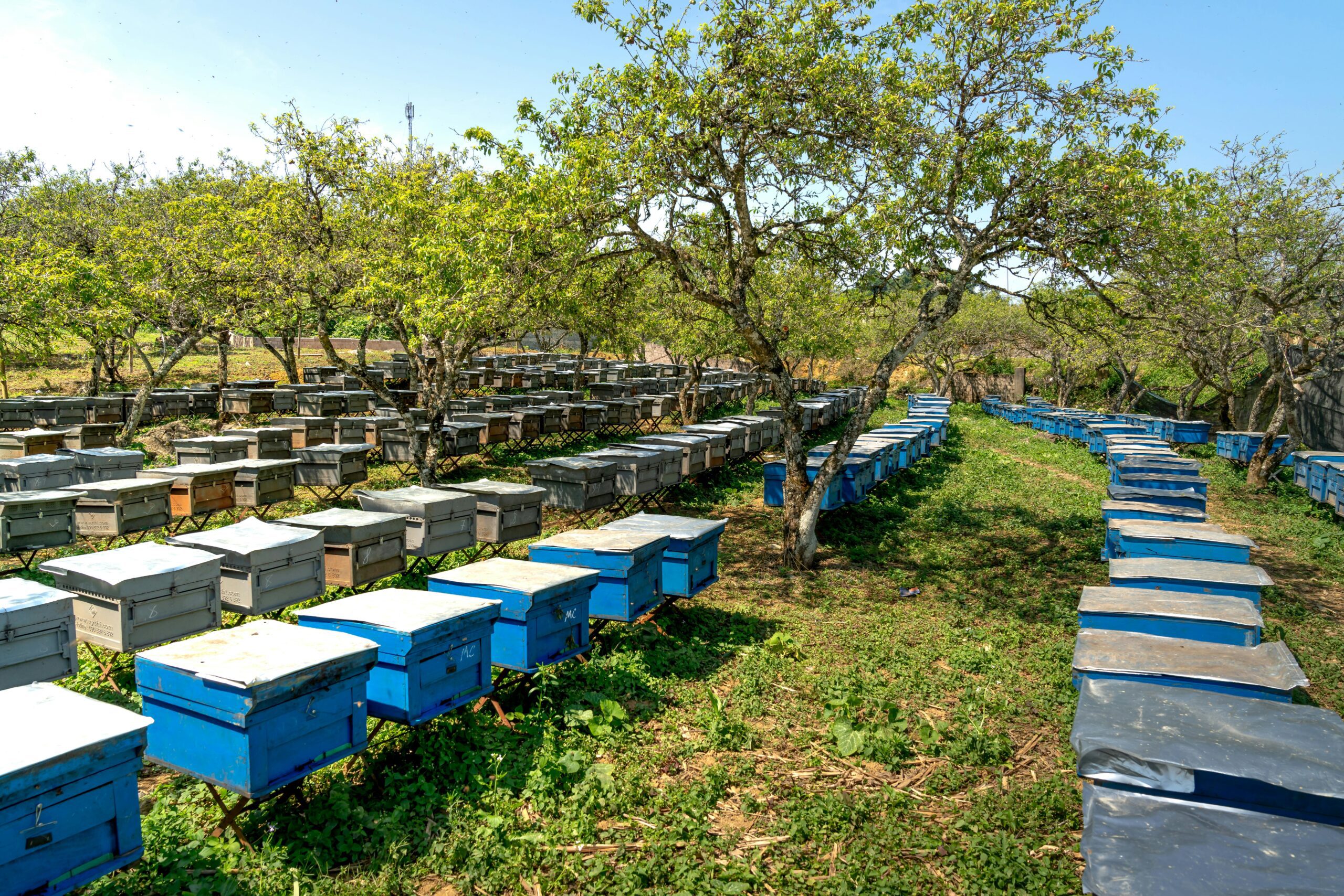Honey Farm
