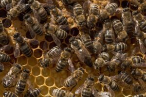 Read more about the article Locating the Queen Bee – 10 Proven Tips for Beekeepers