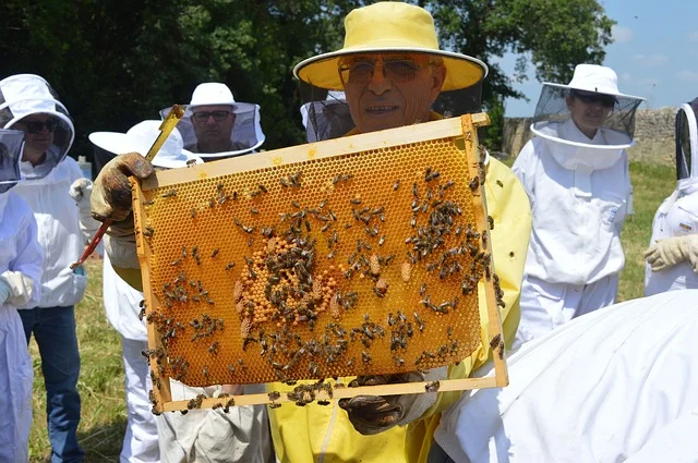 Multiple Queen Cells
