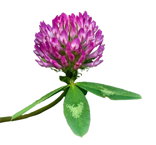 Clover