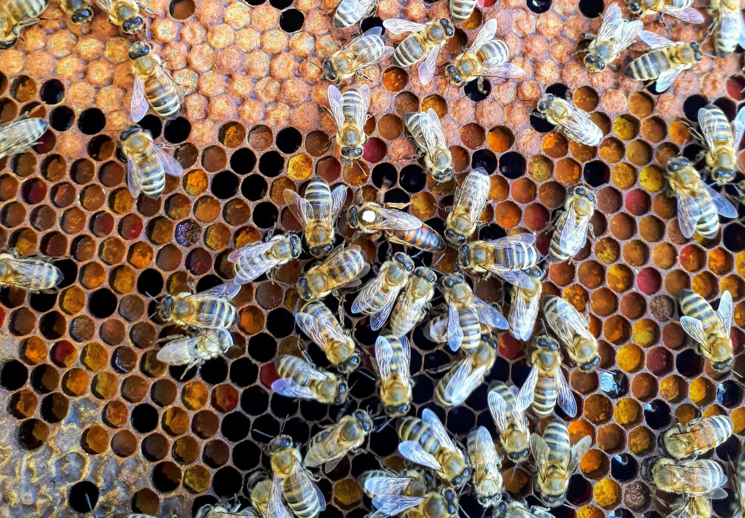 Queen Bee