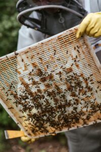Read more about the article 10 Tips for Choosing the Right Queen Excluder for Your Hive