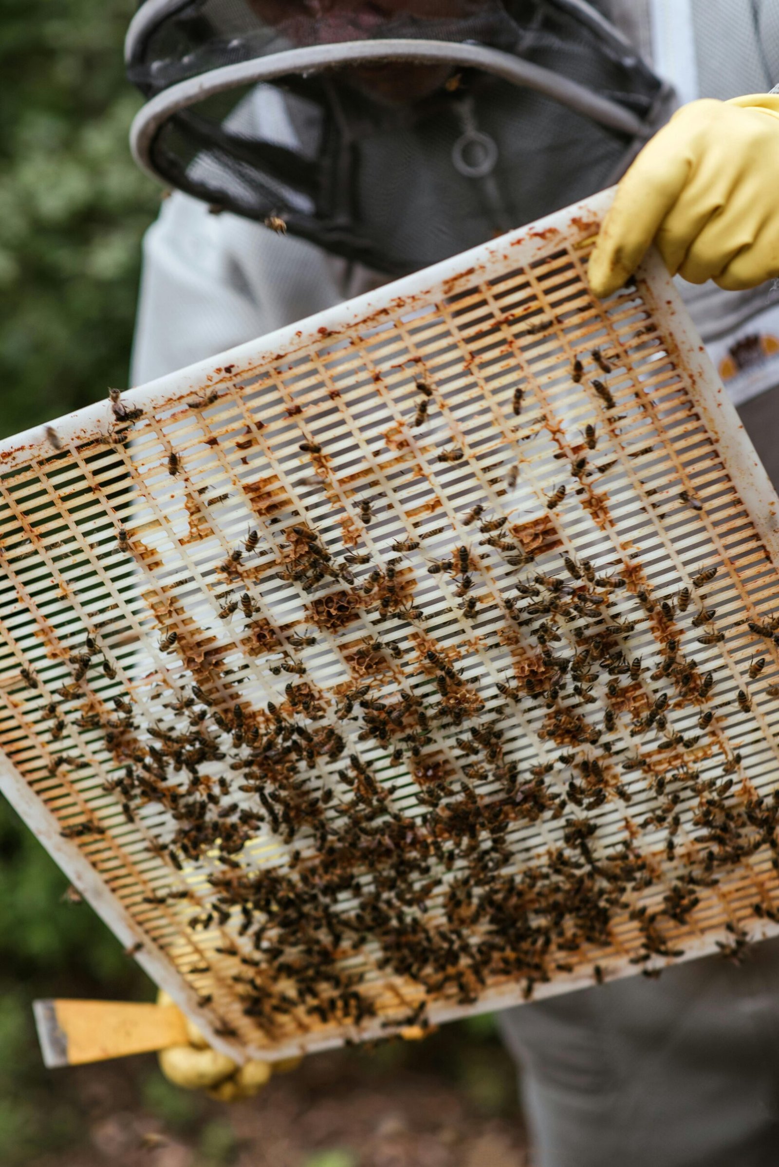 10 Tips For Choosing The Right Queen Excluder For Your Hive