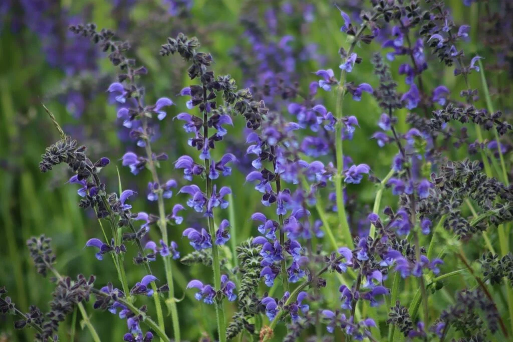 Sage
