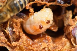 Read more about the article 10 Effective Ways to Combat Varroa Mites in Your Beehive